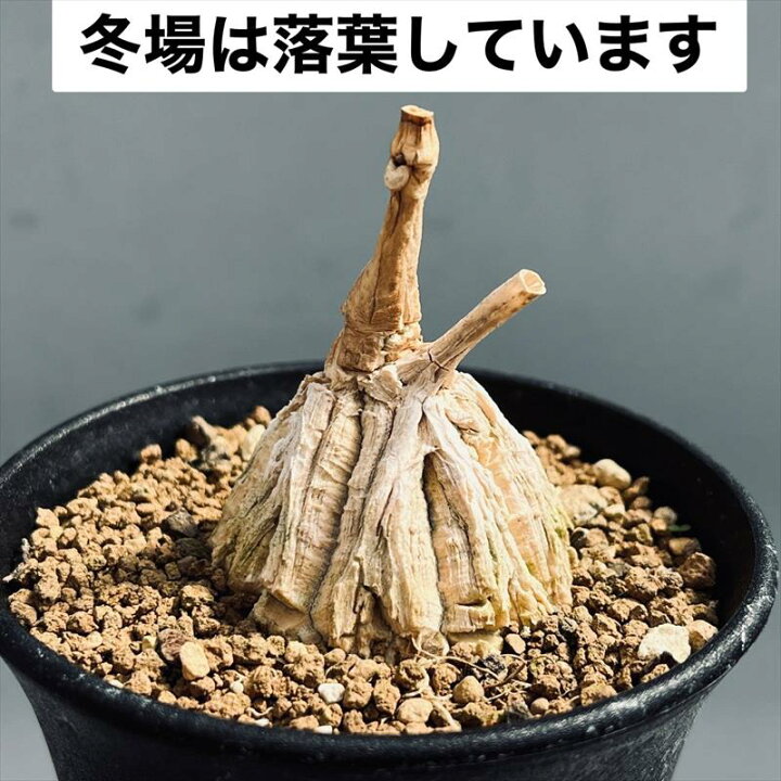 楽天市場】コーデックス：マテレア シクロフィラ 実生*M 塊根幅4.5cm