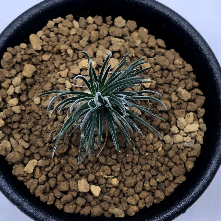 楽天市場】多肉植物：オーニソガラム サルディエニー*葉幅3cm : 遊恵  