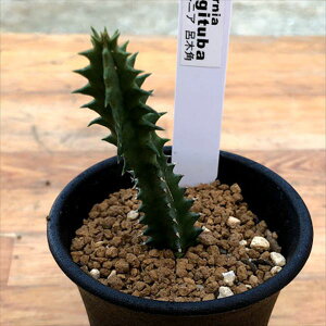 AFKKC@tFjA@Mco@C؊p*2cm