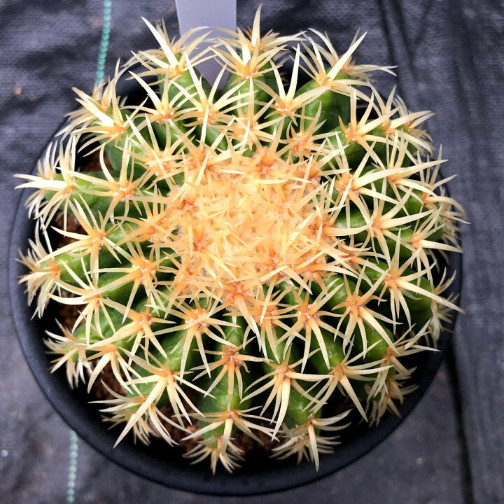 楽天市場 サボテン 短刺金鯱 幅10cm 遊恵盆栽 楽天市場店