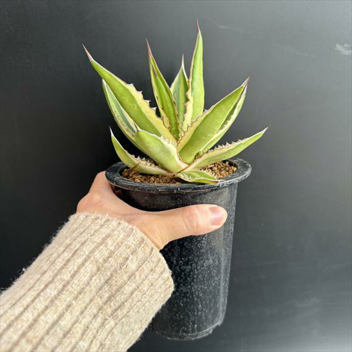楽天市場】☆特価☆多肉植物：アガベ 五色万代*M 幅10cm : 遊恵盆栽 