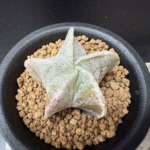 T{eFaPʁiۂ傭jSS*4.5cm@ԏ