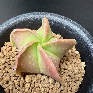 T{eFɗڗaPʁiւۂ傭jSS*6.5cm@ԏ