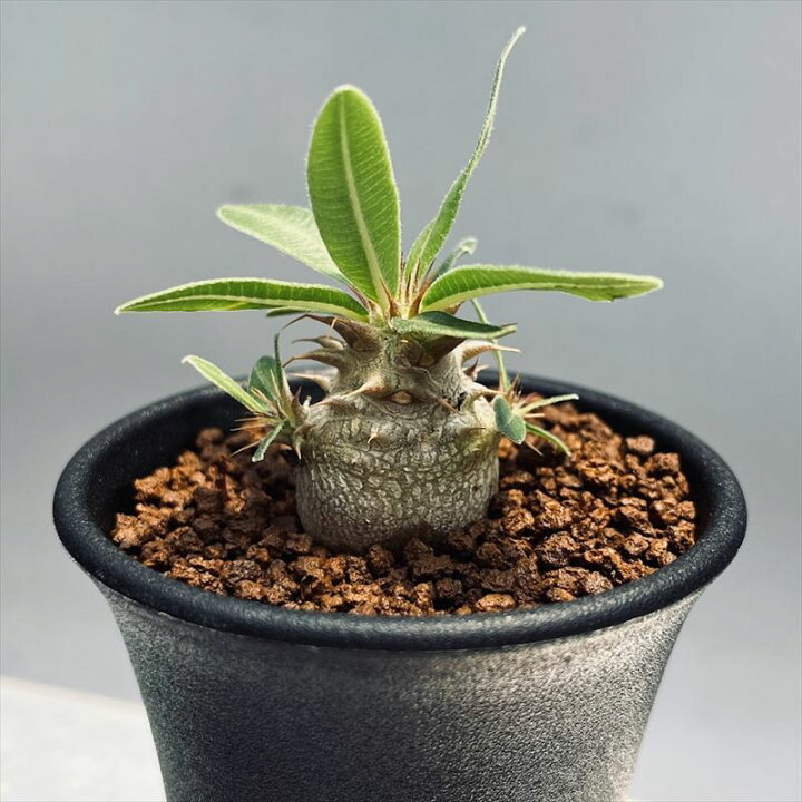 楽天市場】コーデックス：パキポディウム マカイエンセ 実生*L 塊根幅  