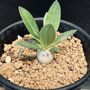 R[fbNXFpL|fBE GulE  S*򍪕1cm@ԏ