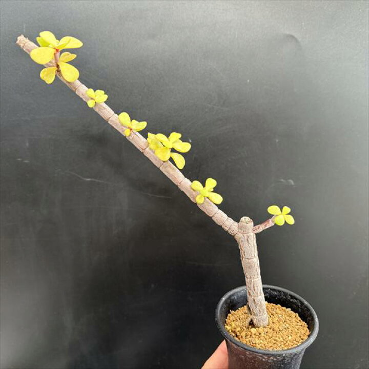楽天市場】☆特価☆多肉植物：ポーチュラカリア 銀杏木（いちょうぼく