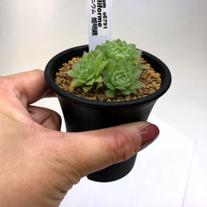 楽天市場】多肉植物：アエオニウム 姫明鏡*幅5cm : 遊恵盆栽 楽天市場店