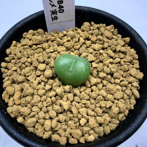 AFRmtBc@tBVtH *1.5cm