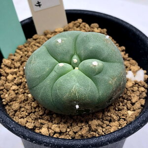 観葉植物 サボテン 大型の人気商品 通販 価格比較 価格 Com 観葉植物 サボテン 大型の人気商品 通販 価格比較 価格 Com