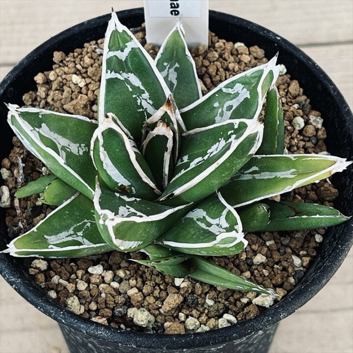 楽天市場】多肉植物：アガベ 笹の雪*M 幅7cm : 遊恵盆栽 楽天市場店