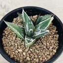 多肉植物：アガベ　姫笹の雪*S 幅5cm