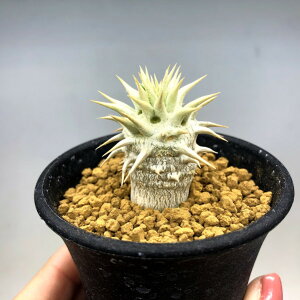 �R�[�f�b�N�X�F�p�L�|�f�B�E�� �G�u���l�E��*L�@��3cm�@���ԏ�����