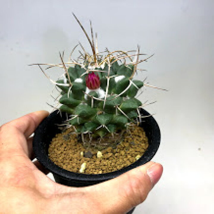 楽天市場】サボテン：マミラリア マグニママ 夢幻城*幅*幅6cm : 遊恵 