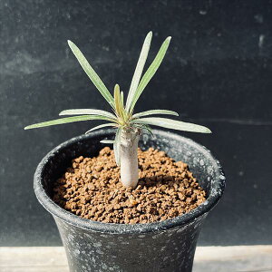 ☆特価☆コーデックス:パキポディウム グラキリス 実生 S*塊根幅0.8cm