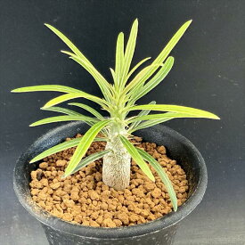 ☆特価☆コーデックス：パキポディウム　グラキリス 実生*M 塊根幅1cm