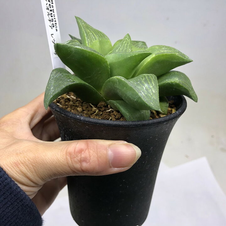 楽天市場 多肉植物 ハオルチア レツーサ 幅10cm 遊恵盆栽 楽天市場店
