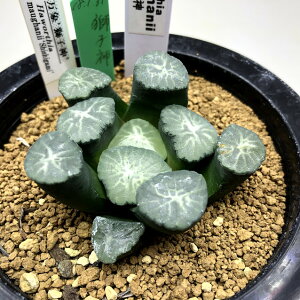 観葉植物 ハオルチア万象 多肉植物の人気商品 通販 価格比較 価格 Com