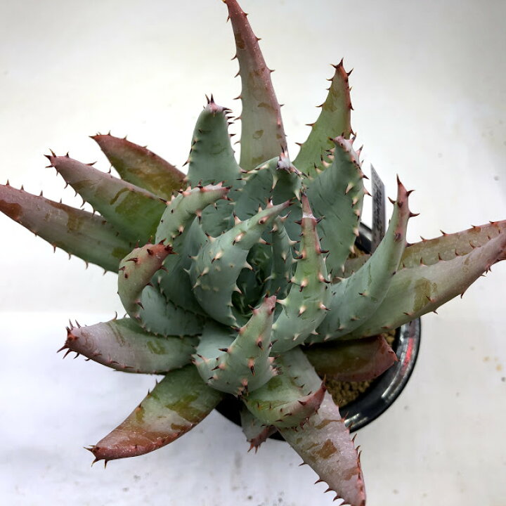 楽天市場 多肉植物 アロエ ペグレラエ 幅11ｃｍ 遊恵盆栽 楽天市場店