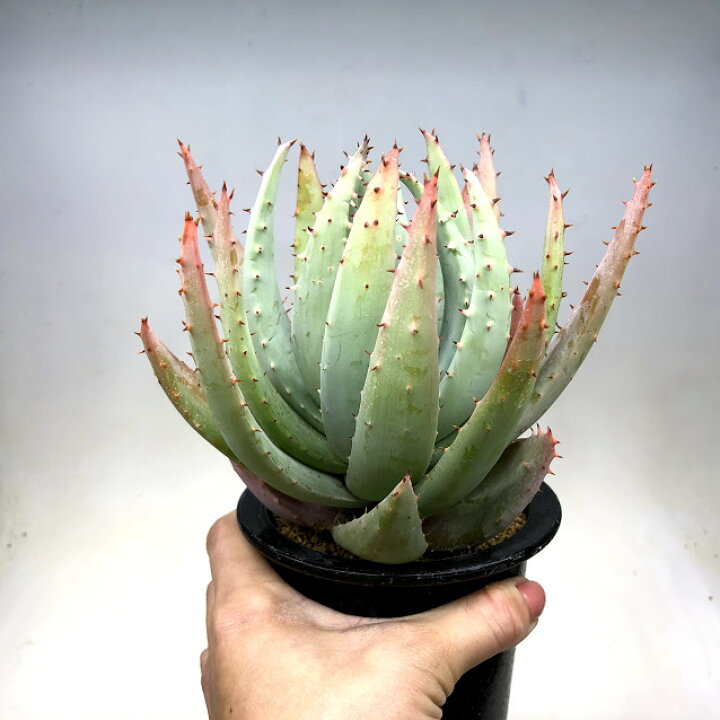 楽天市場 多肉植物 アロエ ペグレラエ 幅11ｃｍ 遊恵盆栽 楽天市場店