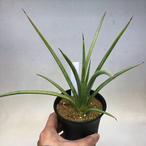 AFAKx@XgN^@L*20cm@ԏ