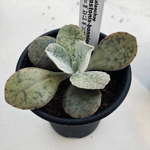 観葉植物 多肉植物 カランコエの人気商品 通販 価格比較 価格 Com 観葉植物 多肉植物 カランコエの人気商品 通販 価格比較 価格 Com