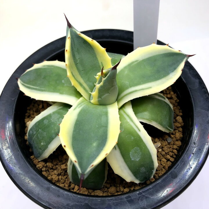 楽天市場】多肉植物：アガベ メリコ錦 クリームスパイク L*幅9cm 