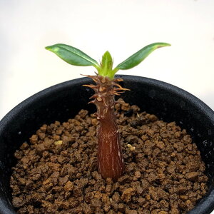 R[fbNXFpL|fBE@EB][@@S*򍪕0.7cm@ԏ