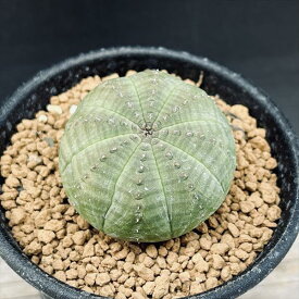 ☆特価☆多肉植物：ユーフォルビア　オベサ　M*幅3.5cm