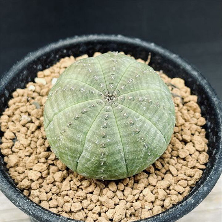 楽天市場】☆特価☆多肉植物：ユーフォルビア オベサ M*幅3.5cm : 遊恵 