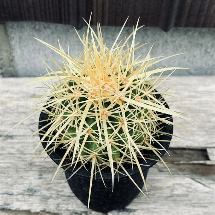 楽天市場】サボテン：エキノカクタス 金鯱*S 幅4cm ☆赤松実生 : 遊恵 
