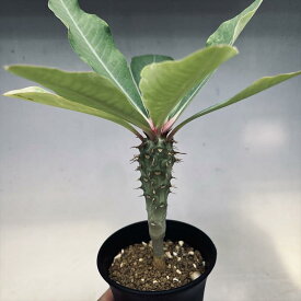 多肉植物：ユーフォルビア　ビグエリー　噴火竜*M 葉幅16cm