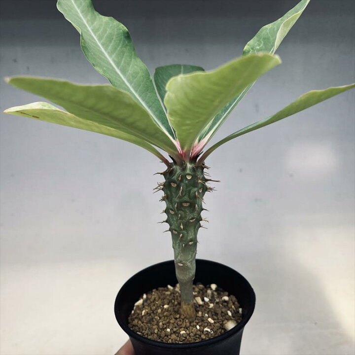 楽天市場】多肉植物：ユーフォルビア ビグエリー 噴火竜*M 葉幅16cm 