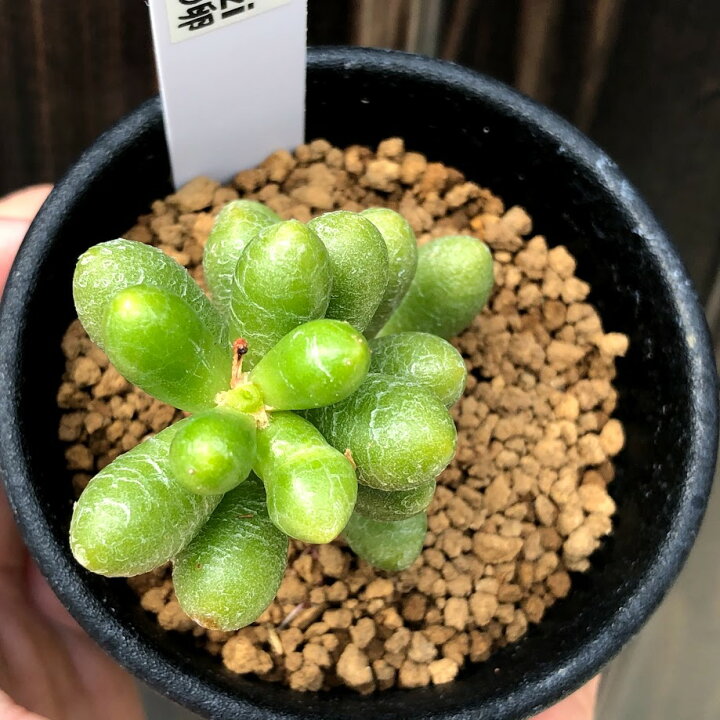 楽天市場】多肉植物：緑亀の卵（ミドリガメのタマゴ）*幅4cm : 遊恵 