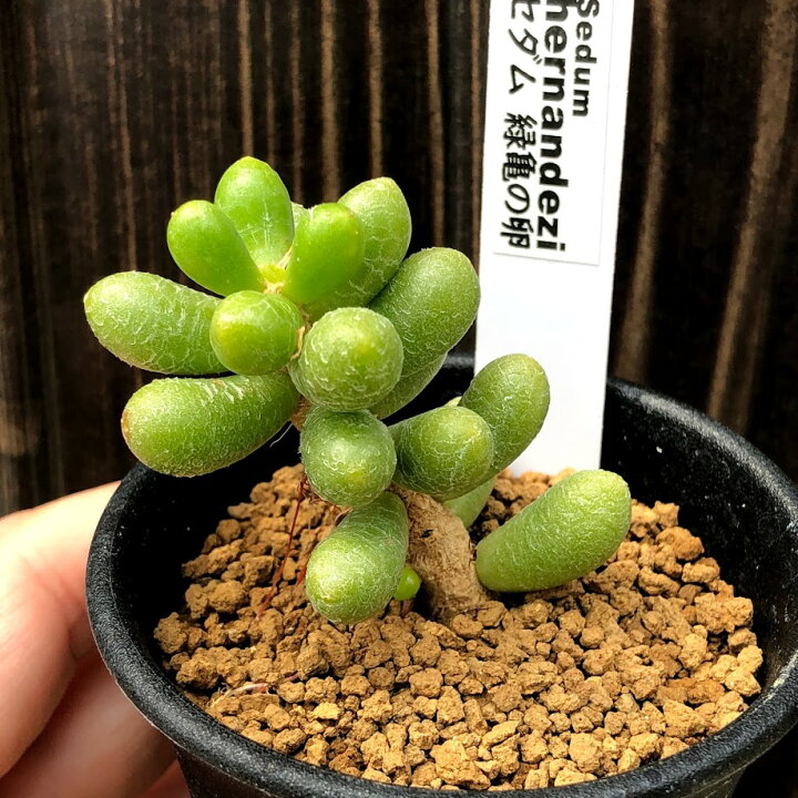 楽天市場】多肉植物：緑亀の卵（ミドリガメのタマゴ）*幅4cm : 遊恵 
