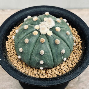 T{eFAXgtBc@ڗہi肩ԂƁj*M@5.5cm