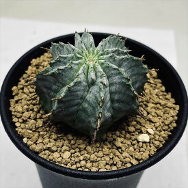 多肉植物：ユーフォルビア　ホリダ*M 幅5cm