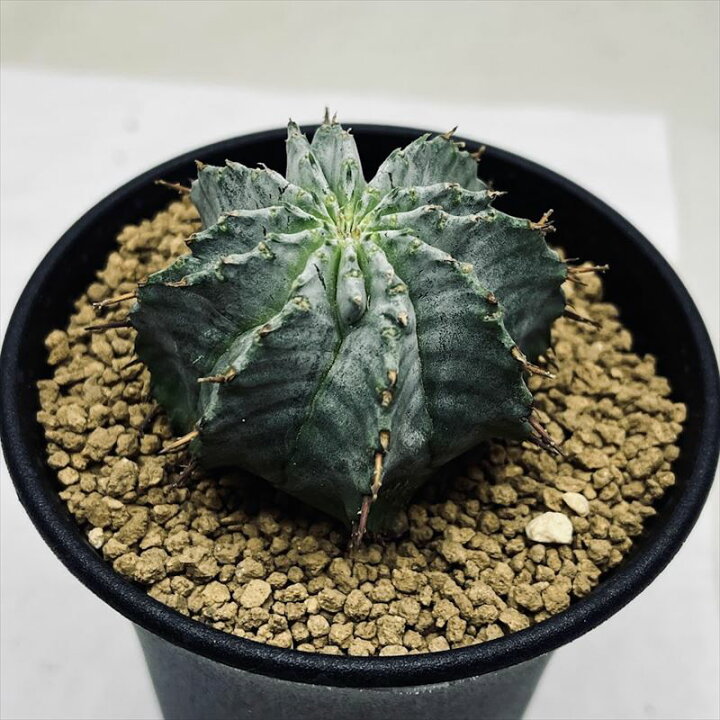 楽天市場】多肉植物：ユーフォルビア ホリダ*M 幅5cm : 遊恵盆栽 
