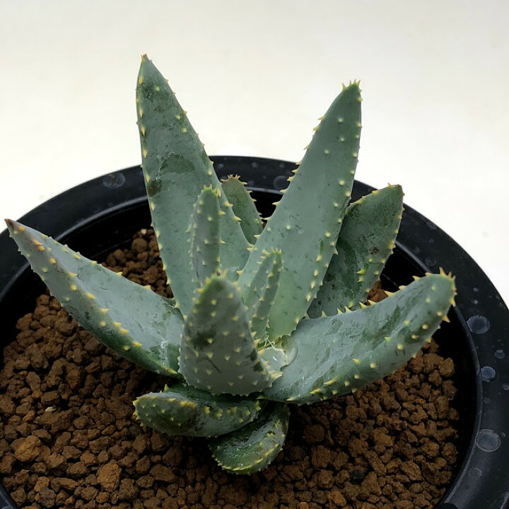 楽天市場 多肉植物 アロエ ディコトマ 幅7ｃｍ 遊恵盆栽 楽天市場店