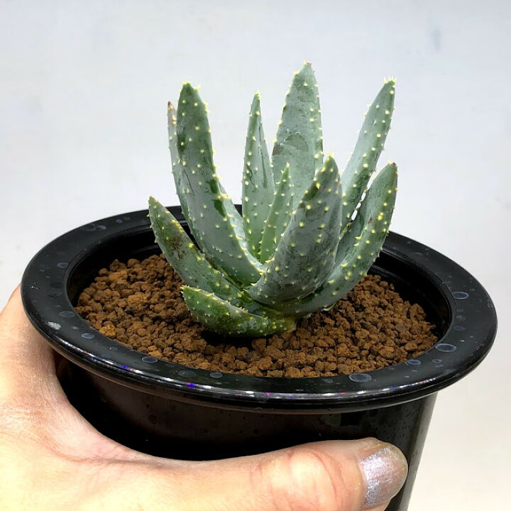 楽天市場 多肉植物 アロエ ディコトマ 幅7ｃｍ 遊恵盆栽 楽天市場店