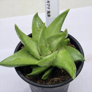 AFnI`A X^[LAi *S@8cm