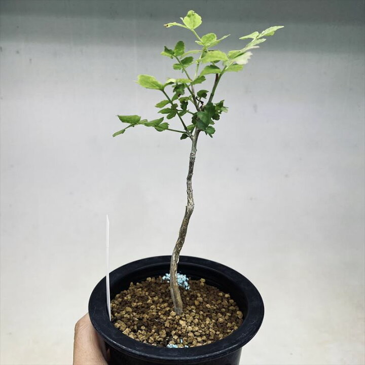 楽天市場】コーデックス：ブルセラ ファガロイデス 実生*S 葉幅8cm  