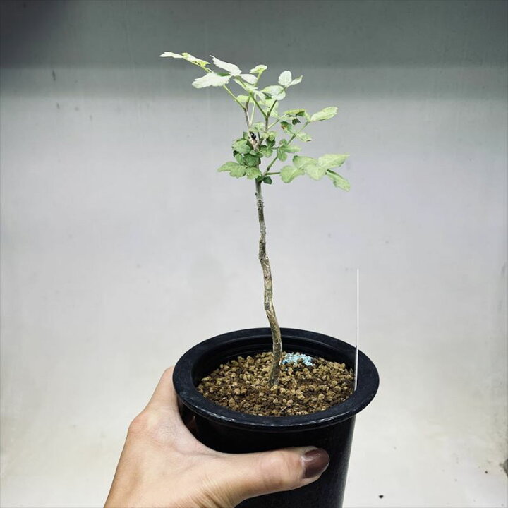 楽天市場】コーデックス：ブルセラ ファガロイデス 実生*S 葉幅8cm  