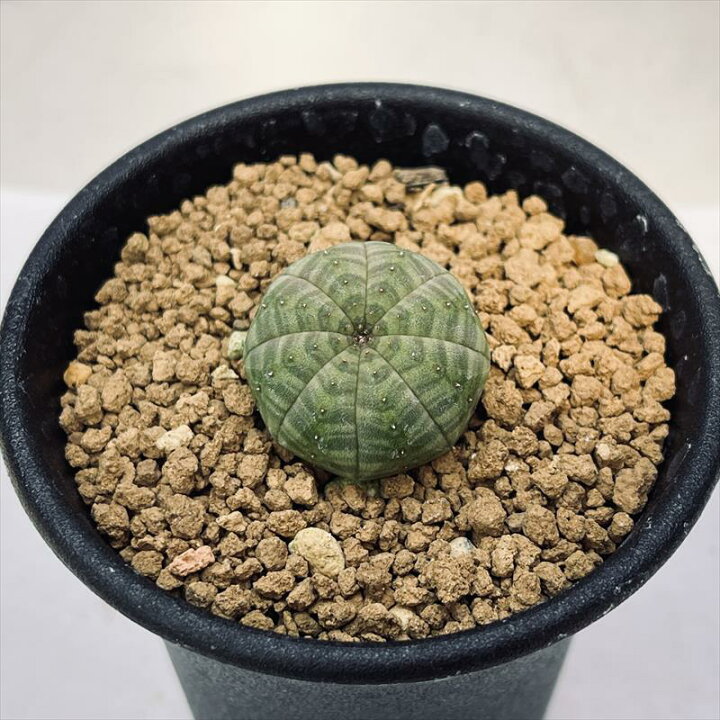 楽天市場】☆特価☆多肉植物：ユーフォルビア オベサ*S 幅2.5cm ☆赤松 