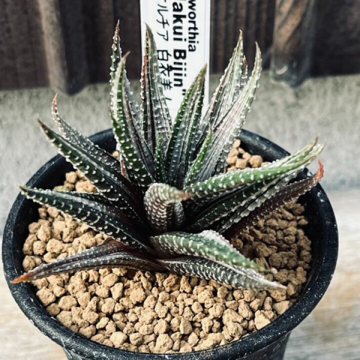 楽天市場】多肉植物：ハオルチア 白衣美人*幅6cm : 遊恵盆栽 楽天市場店