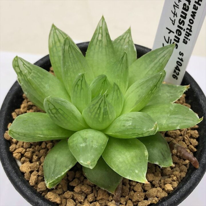 楽天市場 多肉植物 ハオルチア トランシエンス S 幅5 5ｃｍ 遊恵盆栽 楽天市場店