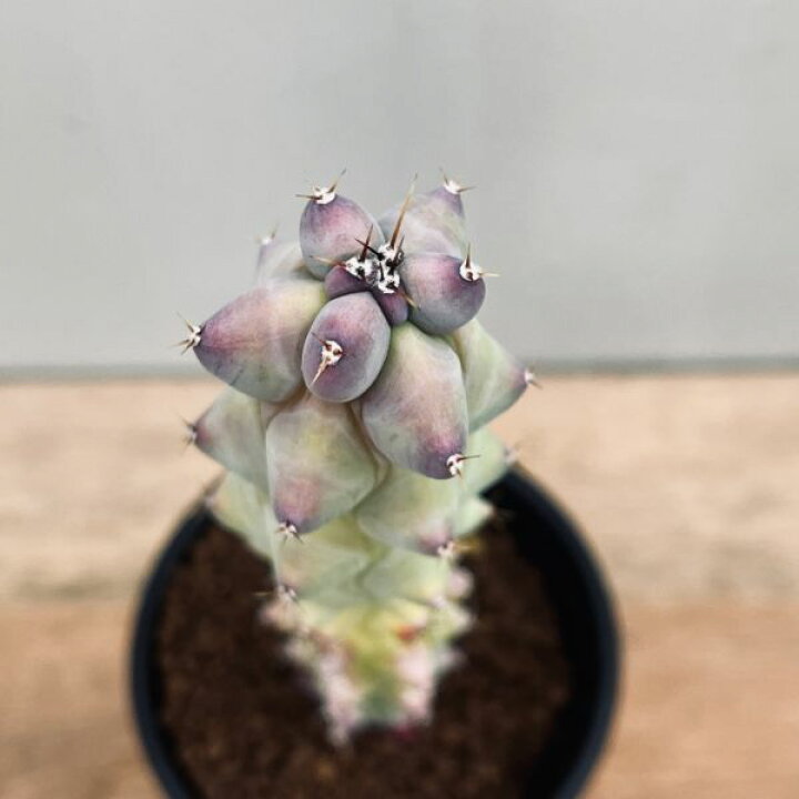 楽天市場】サボテン：福禄竜神木*S 幅3cm : 遊恵盆栽 楽天市場店 