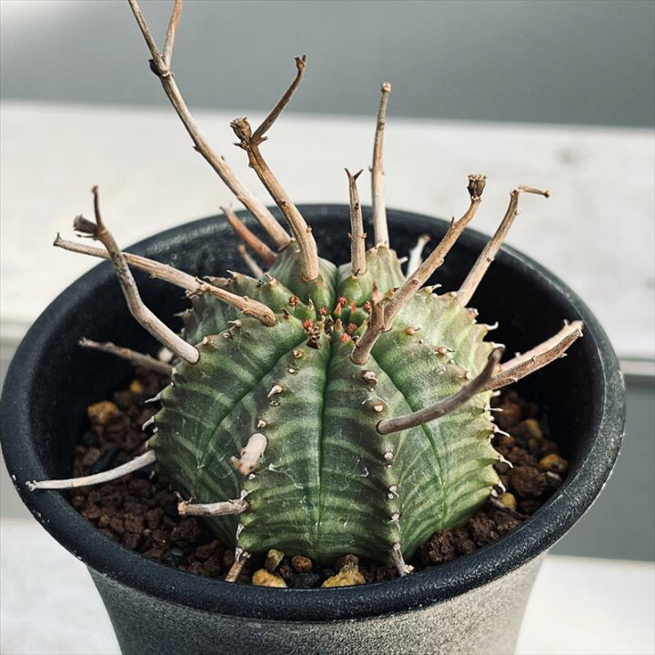 楽天市場】多肉植物：ユーフォルビア バリダ*S 幅4.5cm ☆赤松実生  