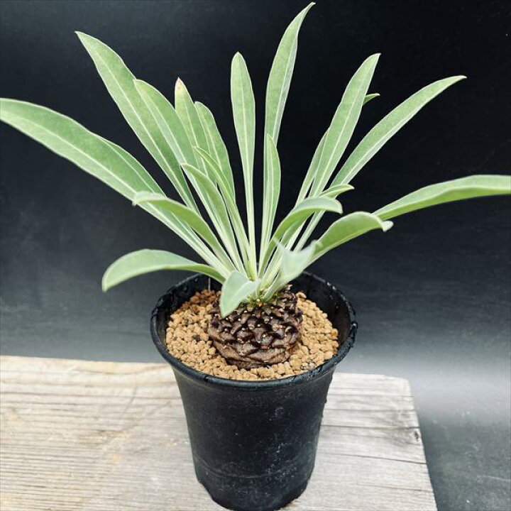 楽天市場】多肉植物：ユーフォルビア 鉄甲丸 実生*M 塊根幅4cm : 遊恵 
