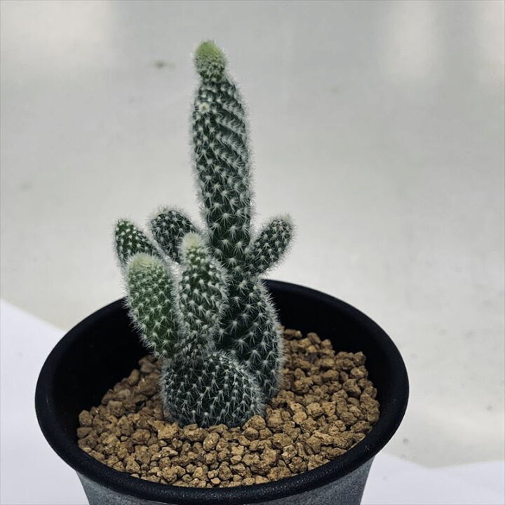 楽天市場】ウチワサボテン：バニーカクタス 象牙団扇*幅3cm : 遊恵 