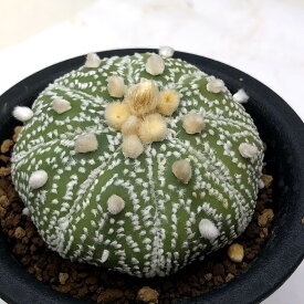 楽天市場 アストロフィツムの通販 楽天市場 アストロフィツムの通販